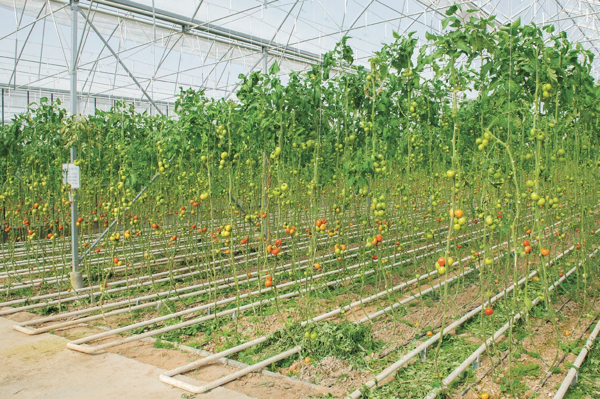 Agriculture in sustainable development phase